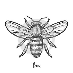 Sketch of bee or hand drawn wasp. Insect, honeybee photo