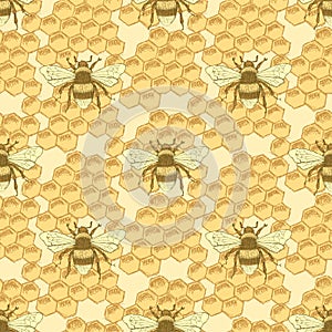 Sketch bee and honey cells in vintage style