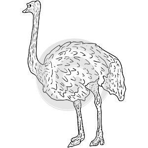 Sketch big ostrich standing on a white background. Vector illustration