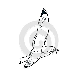 sketch of a bird flying in the sky