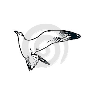 sketch of a bird flying in the sky