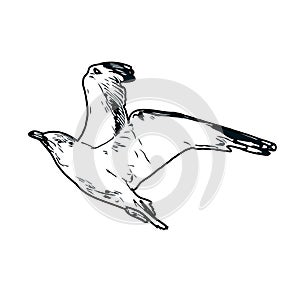 sketch of a bird flying in the sky
