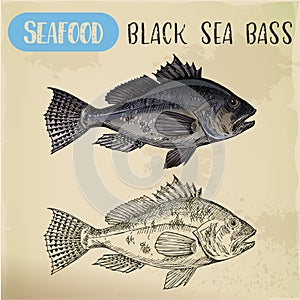 Sketch of black sea bass or bigmouth for signboard