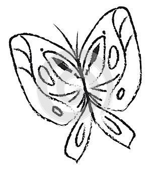 Sketch of a black and white butterfly isolated on white background viewed from the front, vector or color illustration