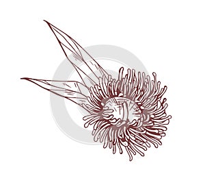 Sketch of blooming eucalyptus flower. Outlined drawing of blossomed botanical element in retro style. Hand-drawn