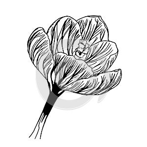 Sketch of a blossoming crocus bud