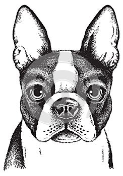 Sketch of a Boston Terrier Face