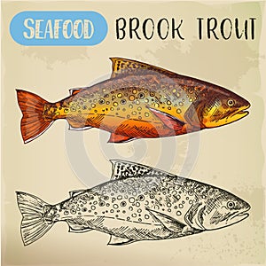 Sketch of brook trout or squaretail. Seafood, fish