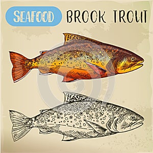 Sketch of brook trout or squaretail. Seafood, fish photo