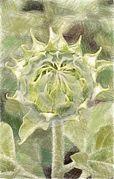 Sketch of bud sunflower in nature garden