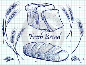 Sketch bunch of wheat ears, bread and grains. Vector bakery illustration on notebook page