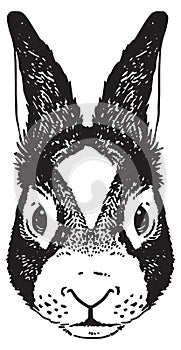 Sketch of a bunny`s face