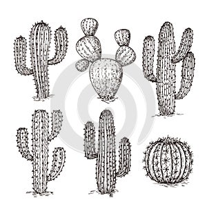 Sketch cactus. Hand drawn desert cactuses. Vintage engraving western mexican plants vector set