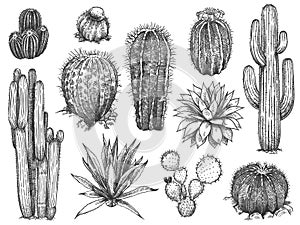 Sketch cactus. Hand drawn succulents, prickly desert plants, agave, saguaro and prickly pear blooming cactuses engraving