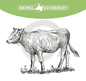 Sketch of calf drawn by hand. livestock. cattle. animal grazing