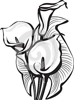 Sketch of calla lilies flowers