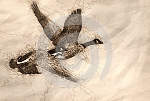 Sketch of Canada Geese Taking Flight Off of the Water