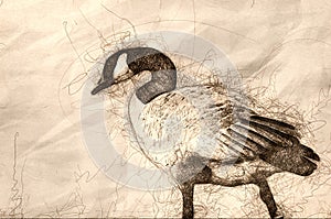 Sketch of a Canada Goose Wading in the Water