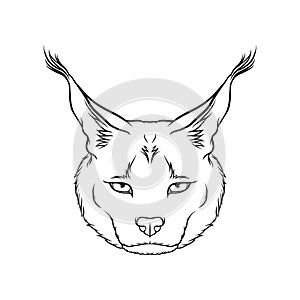 Sketch of caracals head, portrait of steppe lynx black and white hand drawn vector Illustration photo