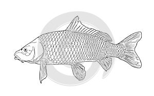 Sketch of carp fish