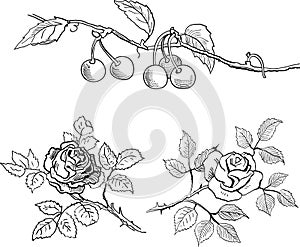 Sketch of cherries on a branch and roses