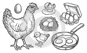 Sketch chicken products and farm poultry eggs