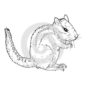 Sketch Chipmunk Vector Illustration on White Background
