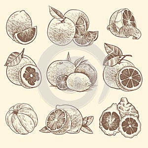 Sketch citrus. Oranges, lemons and grapefruit, lime. Citrus fruits and flower with leaves. Hand drawn vintage botanical