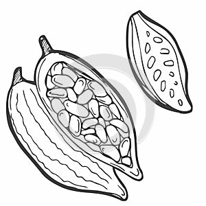 Sketch of cocoa plants. Hand drawn illustration converted to vector