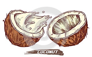 Sketch of coconut fruit, coconut milk splash