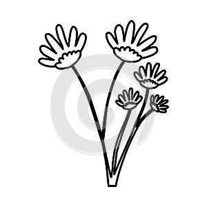 Sketch contour of hand drawing daisy flower with several ramifications