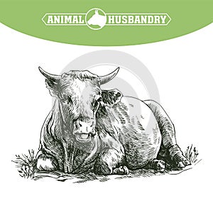 Sketch of cow drawn by hand. livestock. cattle. animal grazing