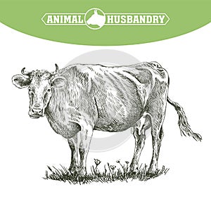 Sketch of cow drawn by hand. livestock. cattle. animal grazing