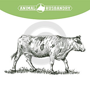 Sketch of cow drawn by hand. livestock. cattle. animal grazing