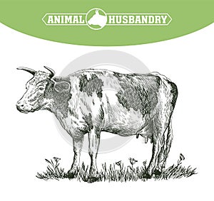 Sketch of cow drawn by hand. livestock. cattle. animal grazing