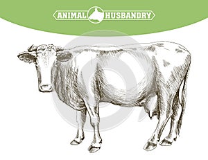 Sketch of cow drawn by hand. livestock. cattle. animal grazing