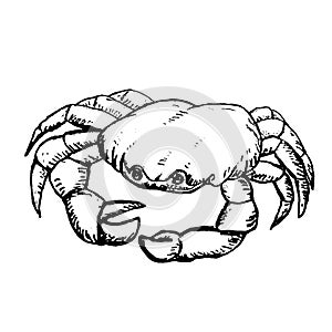 Sketch of crab isolated on white