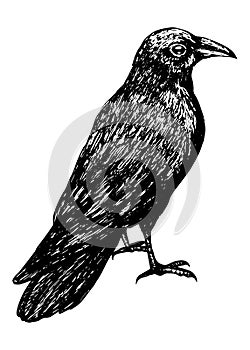 Sketch of a crow black outline on a white background isolated, stock vector illustration for design and decoration, sticker,