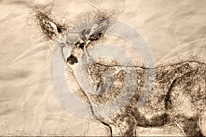 Sketch of a Curious Buck Deer Making Direct Eye Contact