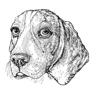 Schizzo da Carino il cane. vettore illustrazioni 