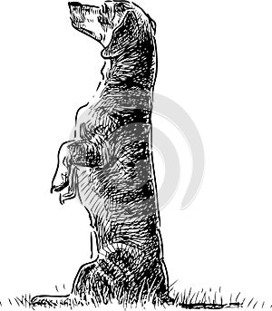 Sketch of a cute trained dachshund standing on its hind legs