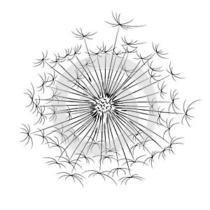 The sketch of dandelion Flower.