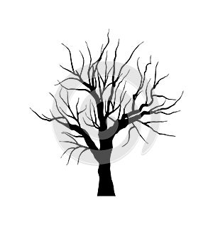 Sketch of dead tree without leaves , isolated on w