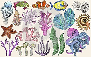 Sketch of deepwater living organisms, fish and algae
