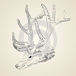 Sketch deer