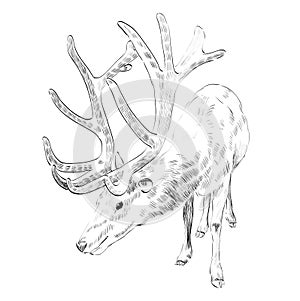 Sketch deer