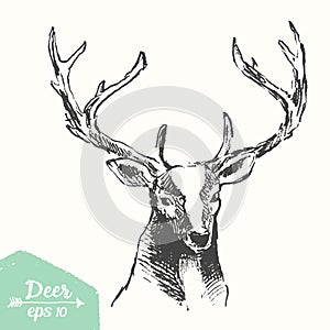 Sketch deer head vintage illustration drawn vector