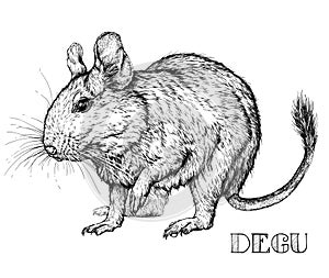 Sketch of Degu rodent pet. Vector Illustration photo
