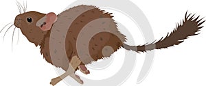 Sketch of Degu rodent pet. Vector Illustration