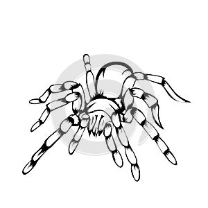Simple design of sketch tarantula photo